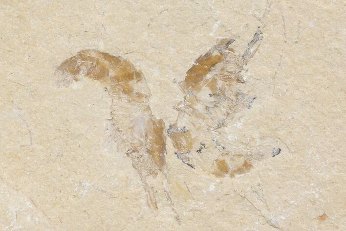 Two Cretaceous Fossil Shrimp - Lebanon #74547